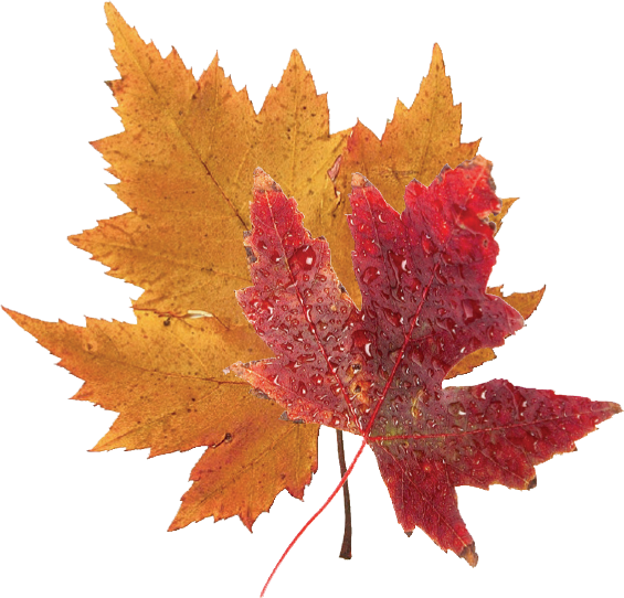 By Jeff Thompson - Fall Leaf (565x542)