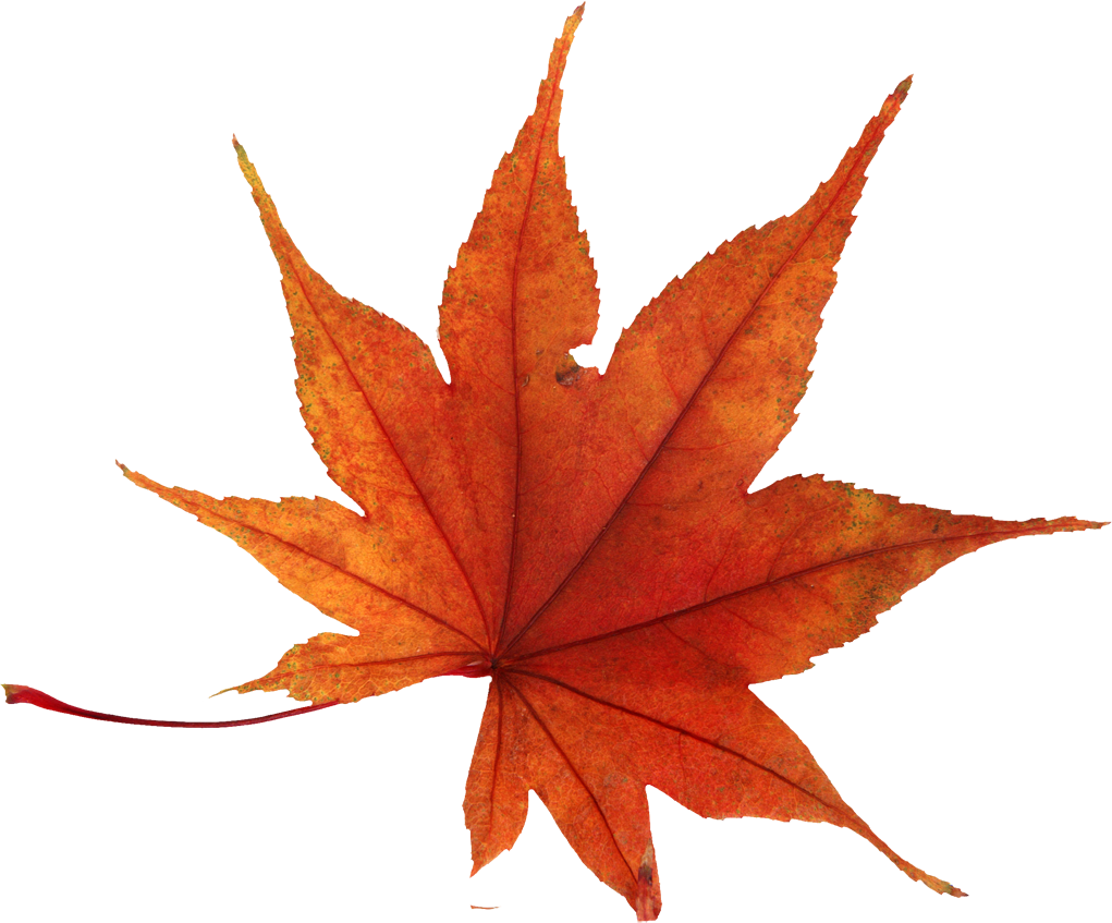 Japanese Maple Leaf Yellow (1021x847)