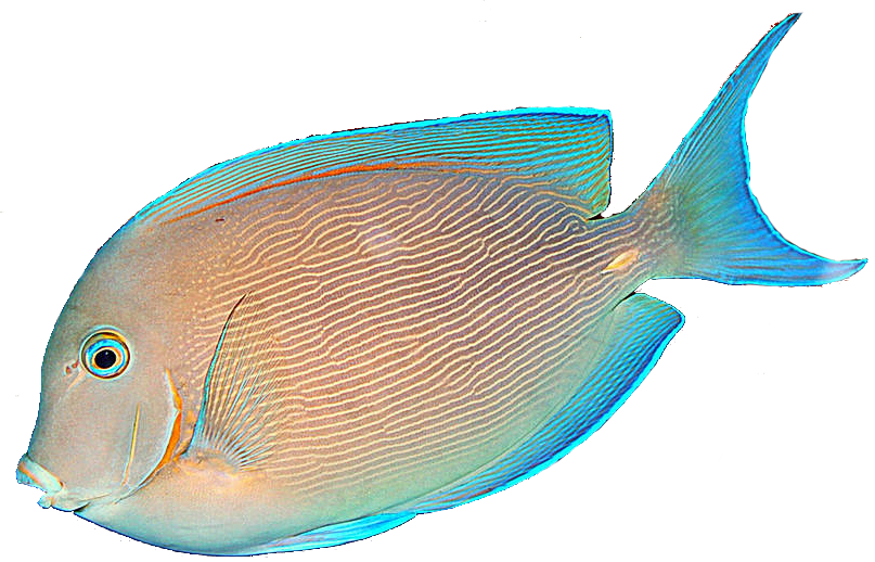 Fish With A Transparent Background (807x518)