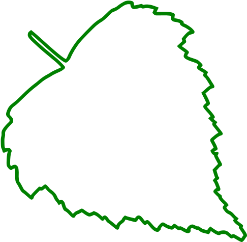 Birch Leaf Outline - Birch Leaf Outline (600x600)