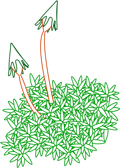 Free Moss - Moss Line Drawing (603x800)
