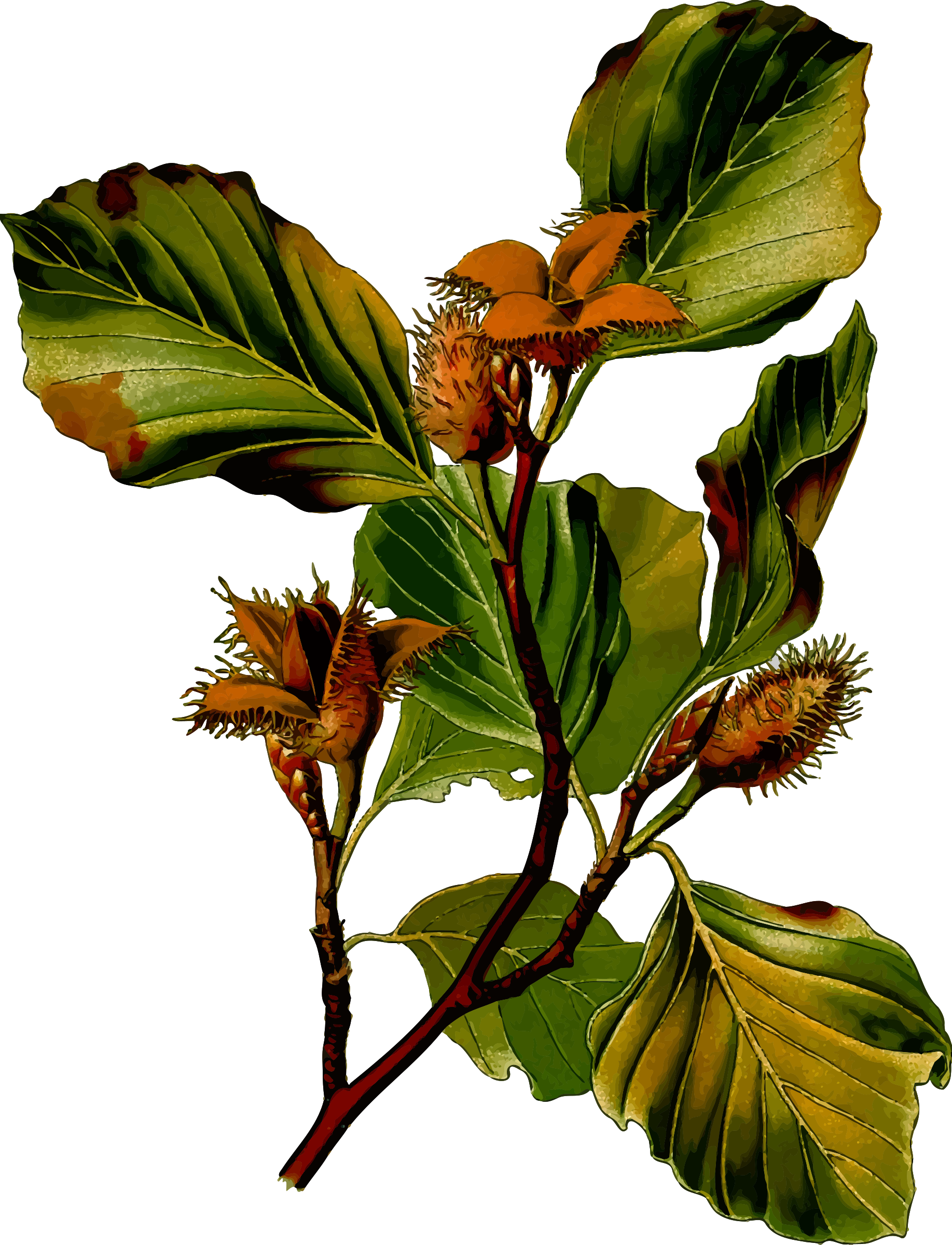 Big Image - Fagus Sylvatica Illustration (1835x2400)