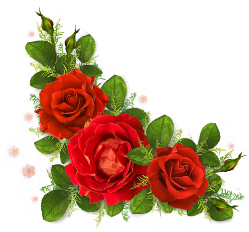 Roses - Floribunda (500x466)
