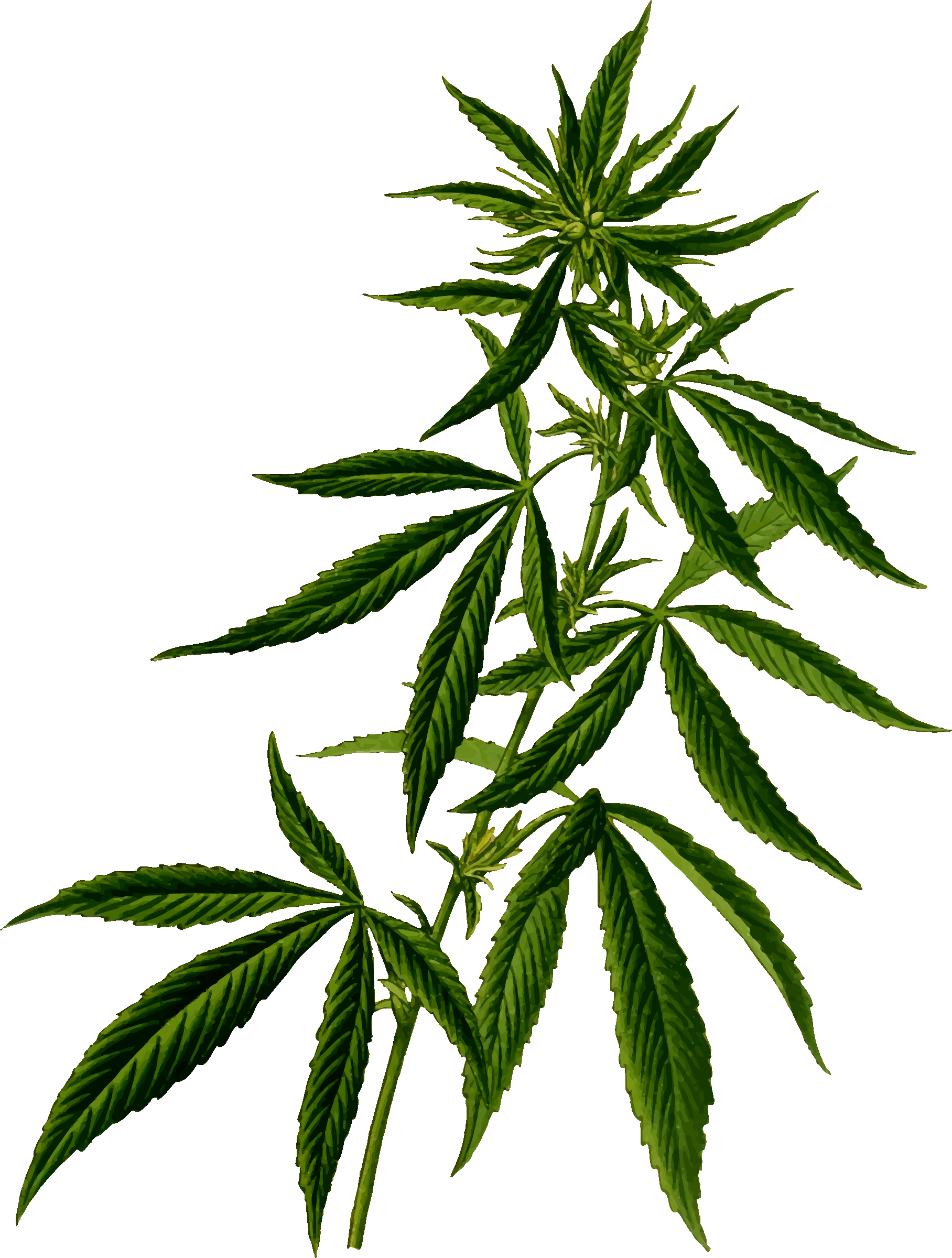 Free - Cannabis Plant Vector (1816x2400)