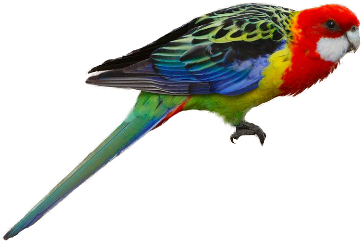 Eastern Rosella - Eastern Rosella Clip Art (746x506)