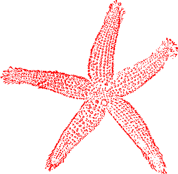 Estrella De Mar Vector (600x585)
