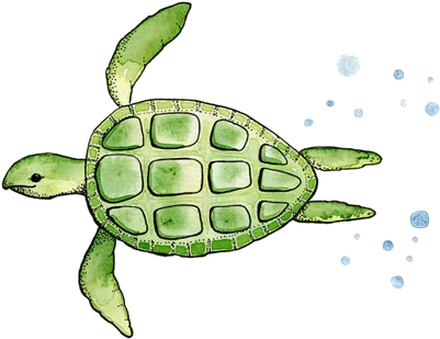 5agyo2 - Turtle Watercolor Simple (500x619)