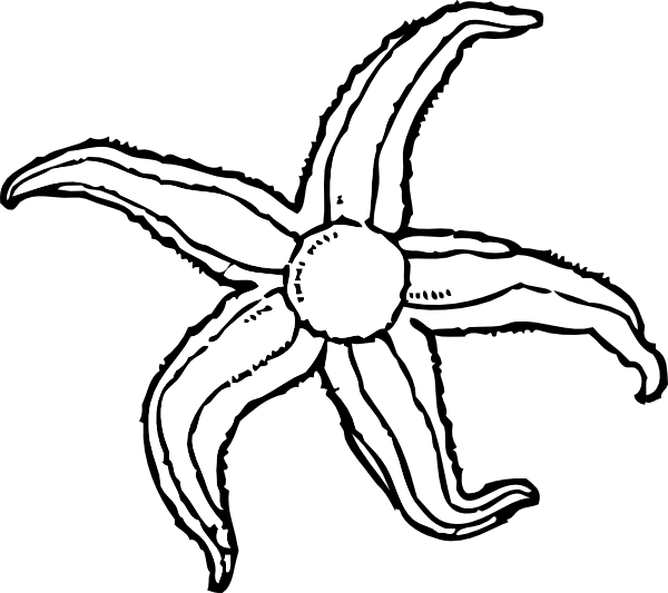 Starfish Black And White (600x533)