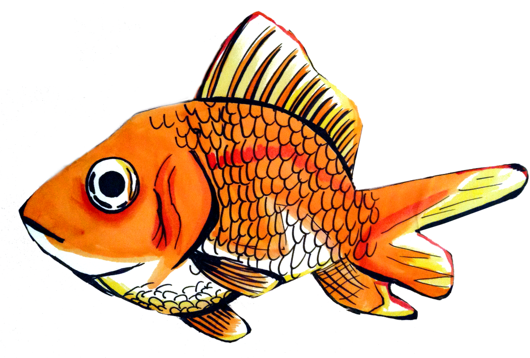 0 Comments - Goldfish (1100x736)