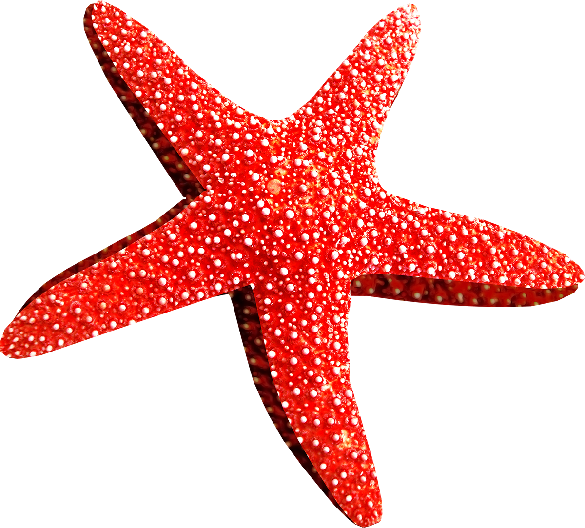 Starfish Png - Морская Звезда Пнг (1200x1083)