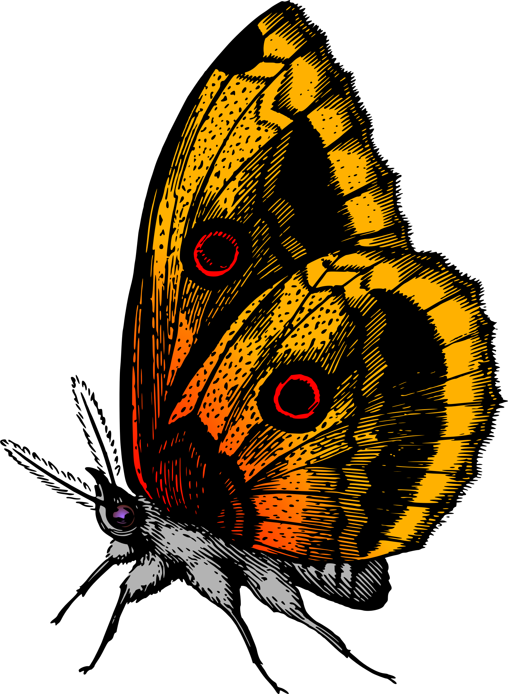 Butterfly 18 - Write Here Notebooks: Butterfly Notebook / Journal (1758x2400)