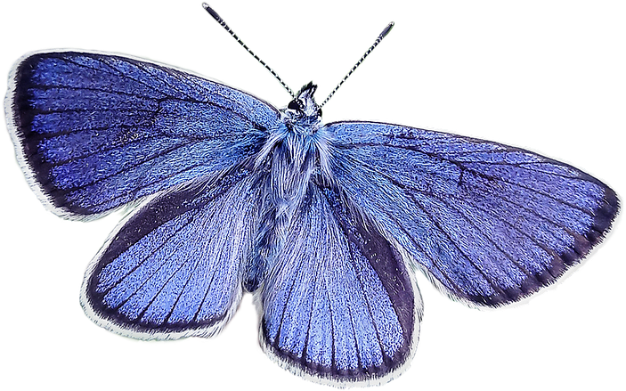 Blue Butterfly - Butterfly (960x540)