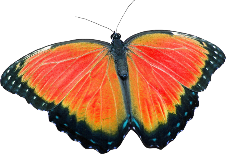 Borboleta, Sem Fundo - Butterfly Without Background (960x656)