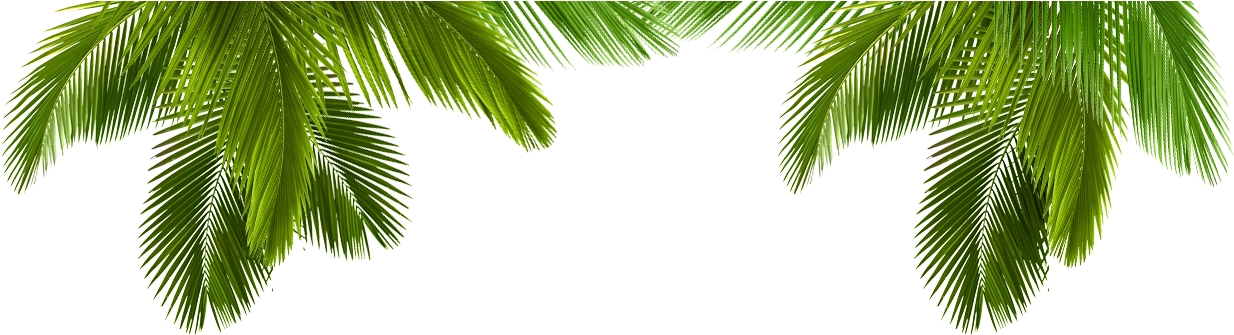 Diversas - Palms (1799x619)