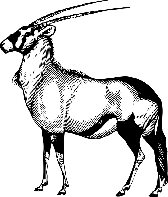 Free Image On Pixabay - Oryx Drawing (615x720)