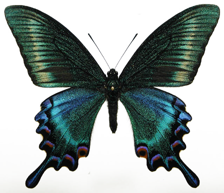 Image21 - Papilio Maackii (448x387)