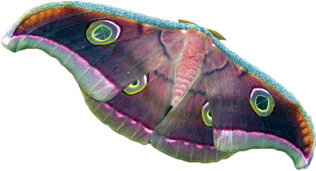 Transparent Tussore Silk Moth - Transparent Moth (640x344)