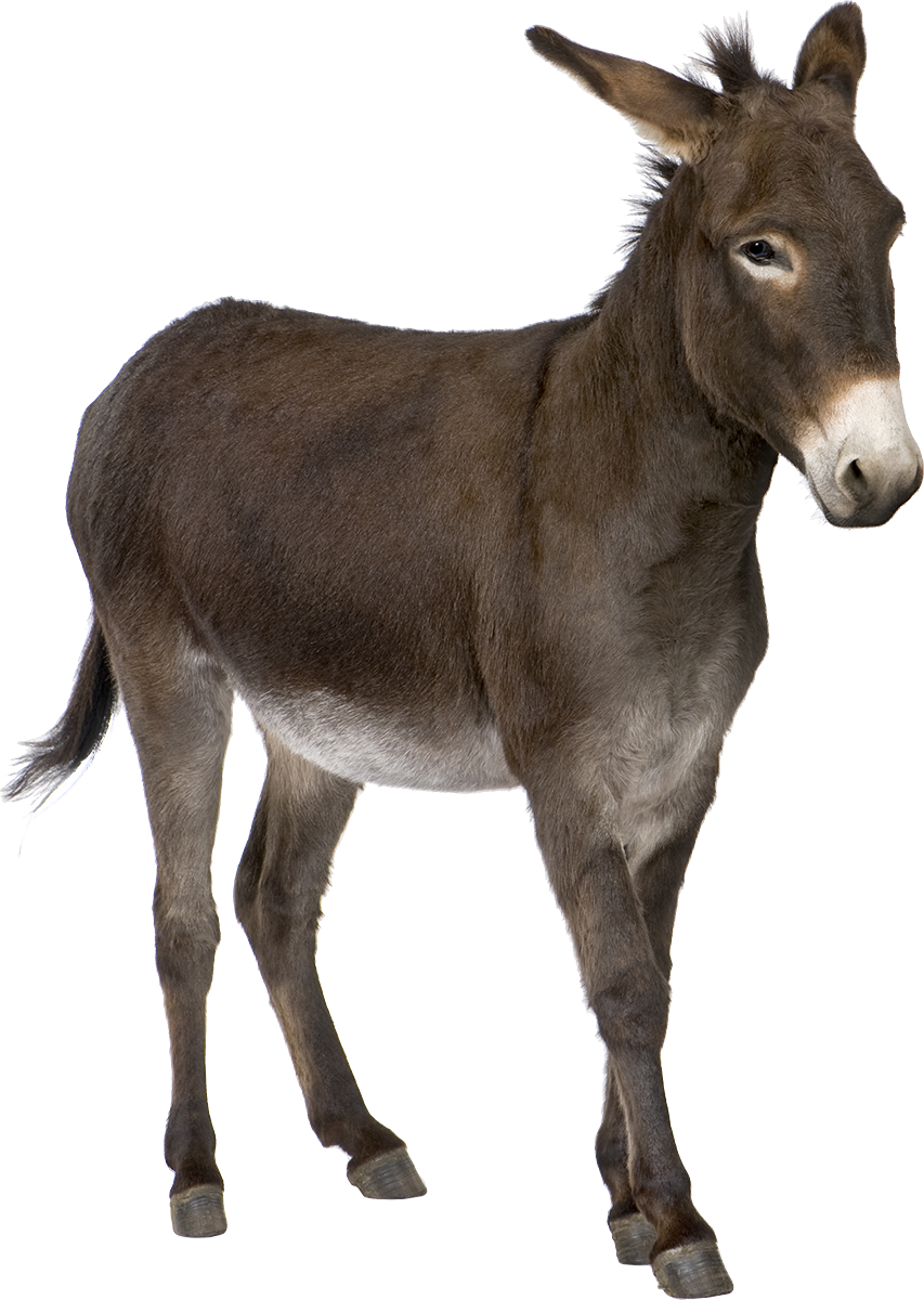 Image - Donkey Png (853x1200)