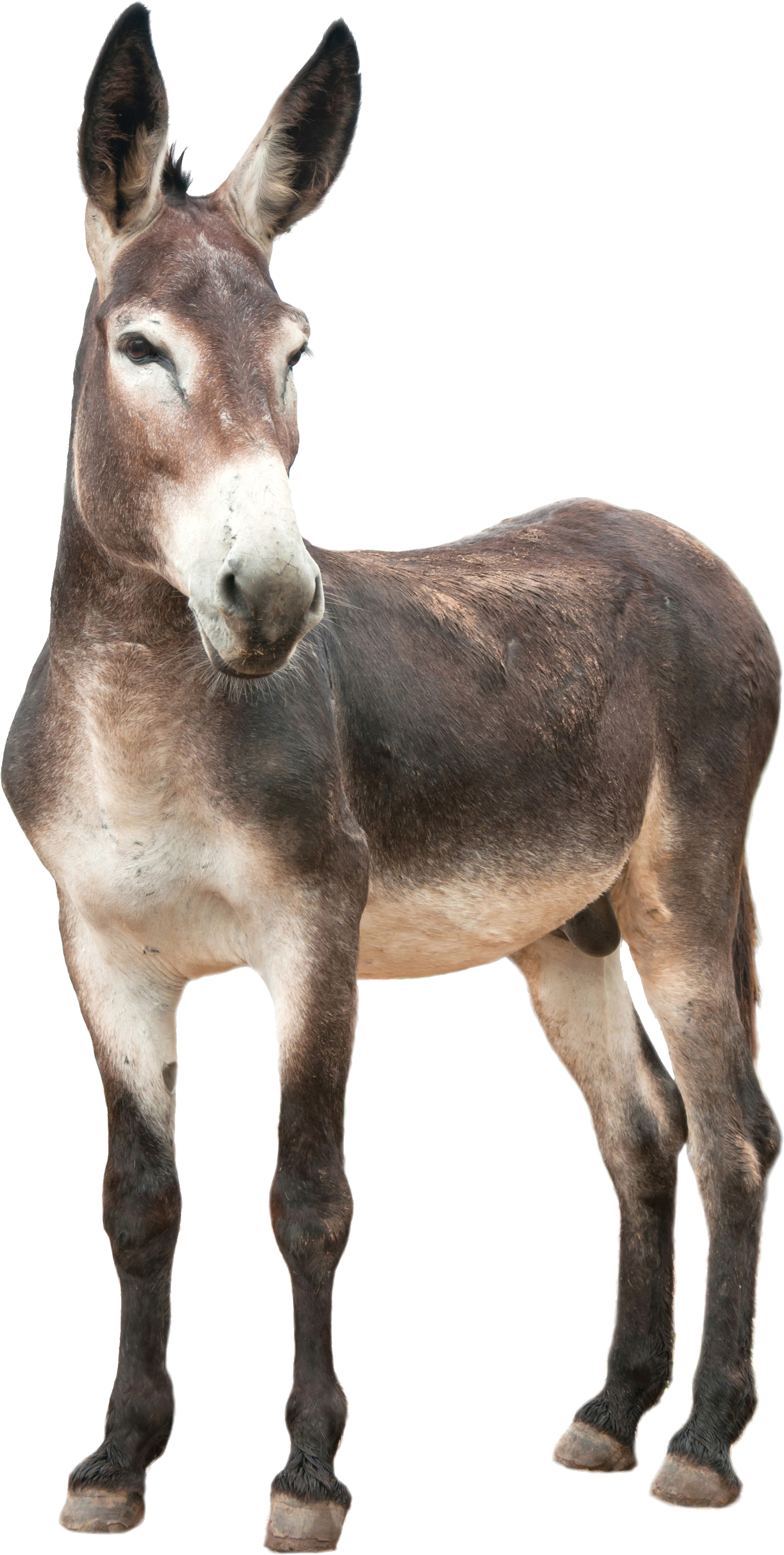 Image - Donkey Png (1477x2928)