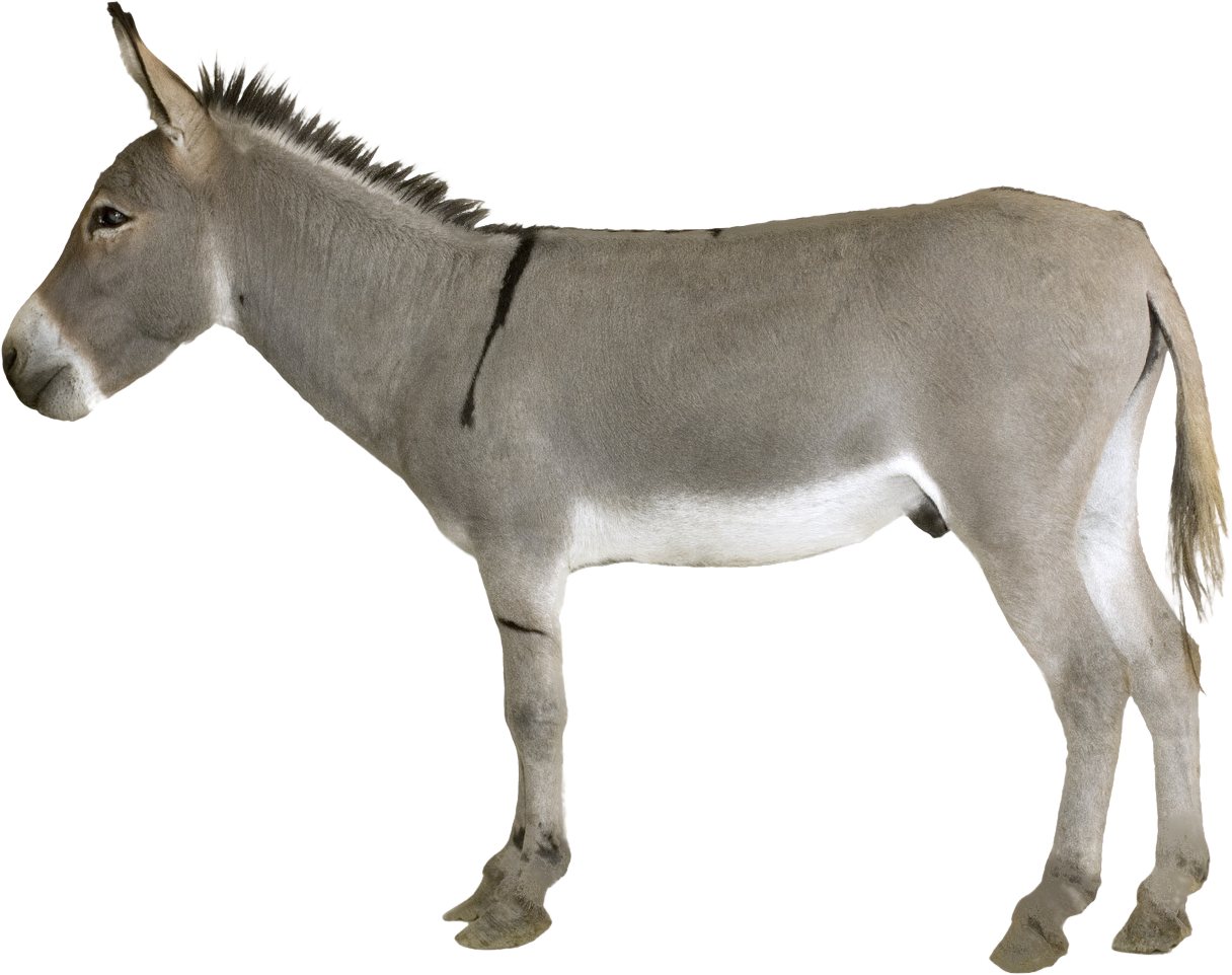 Image - Horse And Donkey Mule (1216x962)