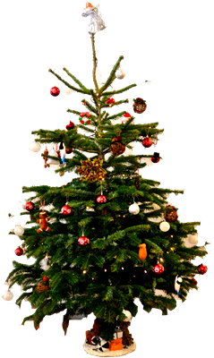 Christmas Tree Donation - Christmas Tree (298x448)
