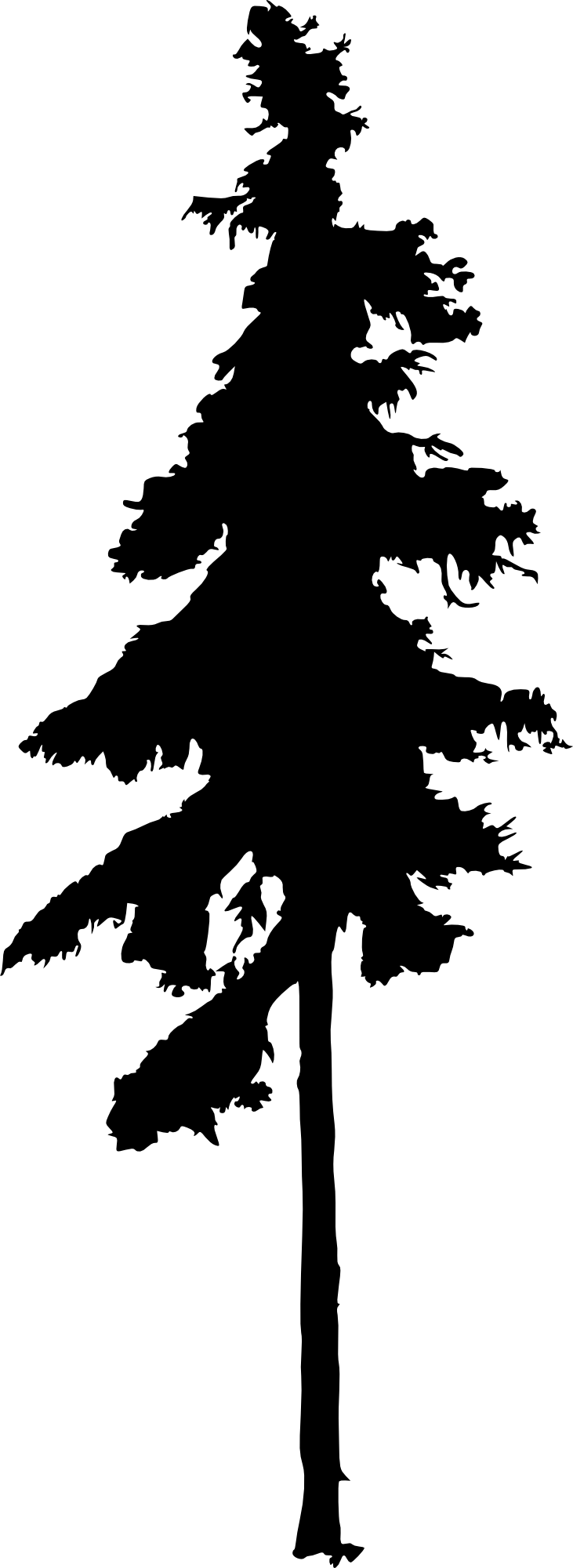 Pine Tree Drawing - Tall Pine Tree Silhouette (731x2000)