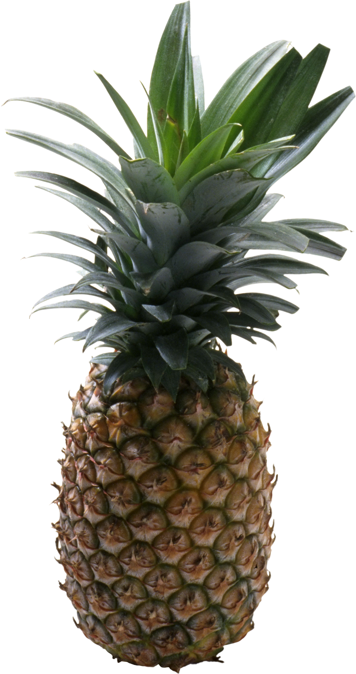 Piniapples No Backround (1176x2225)