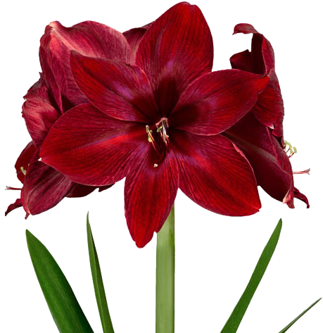 Amarílis Bonfire - Amaryllis (478x478)