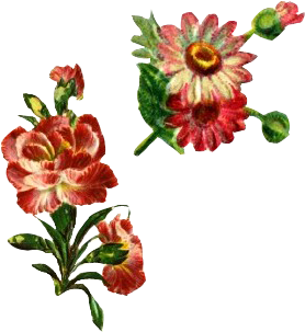 Garden Roses (350x350)