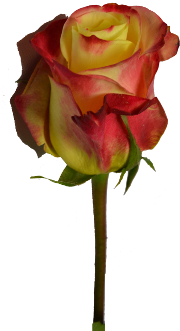 Floribunda (500x700)