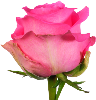 Revival - Floribunda (420x339)