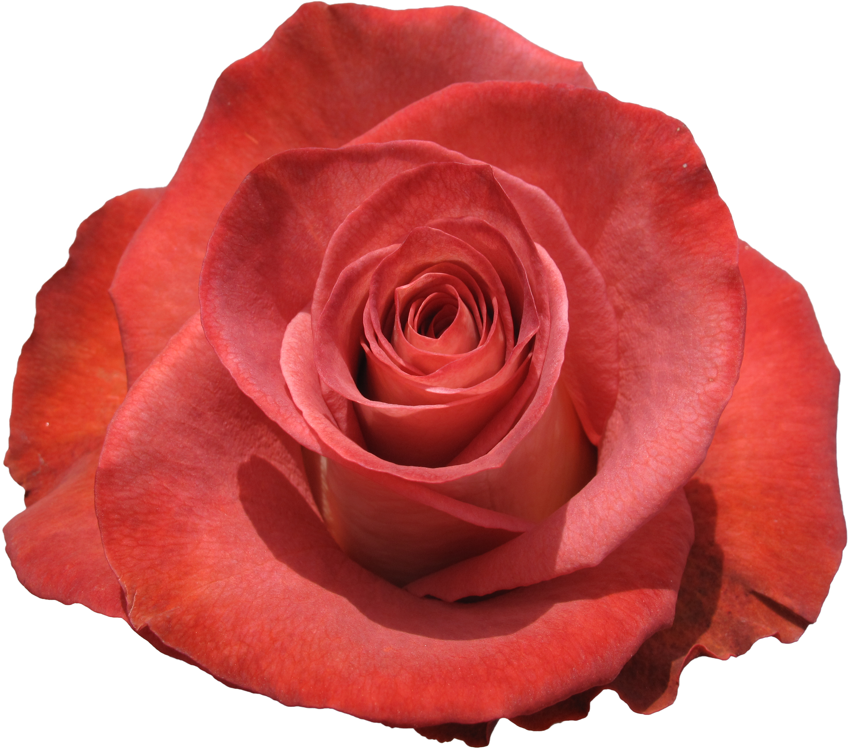 Rose Leonidas - Leonidas I (3728x2796)