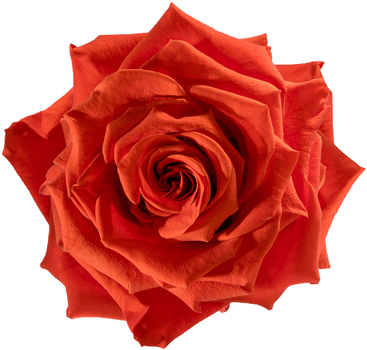 Preserved Rose Orange Fire - Floribunda (738x738)