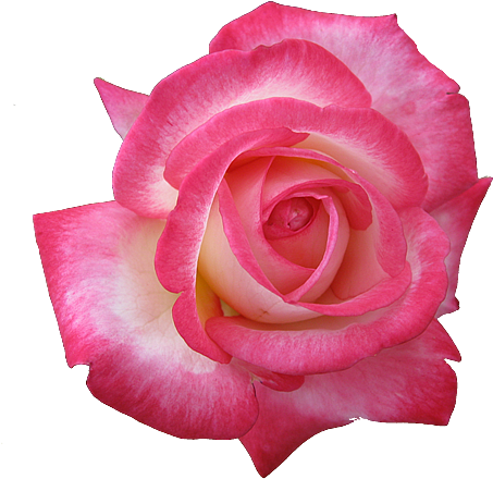 What - Printable Cupcake Toppers Roses (500x450)