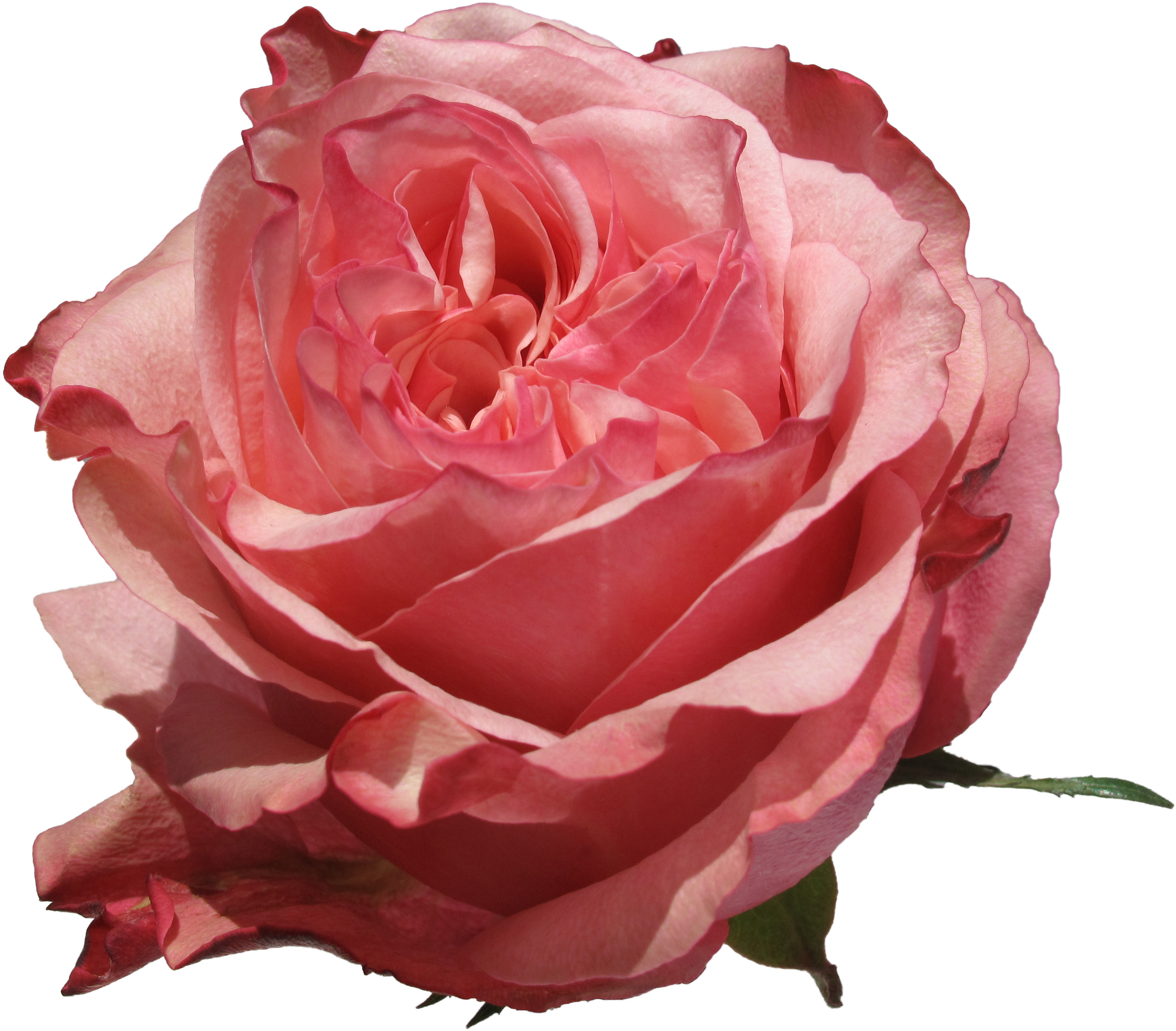 Art Rose - Art (3768x2826)