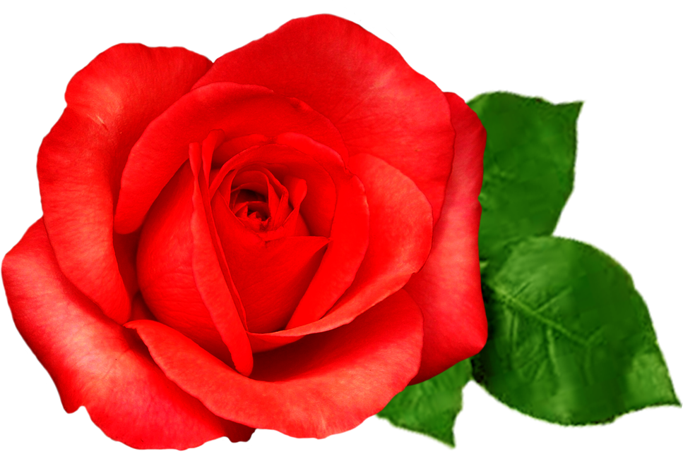 New - Floribunda (967x644)