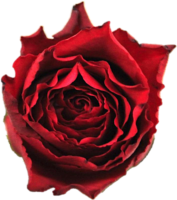Garden Roses (645x645)