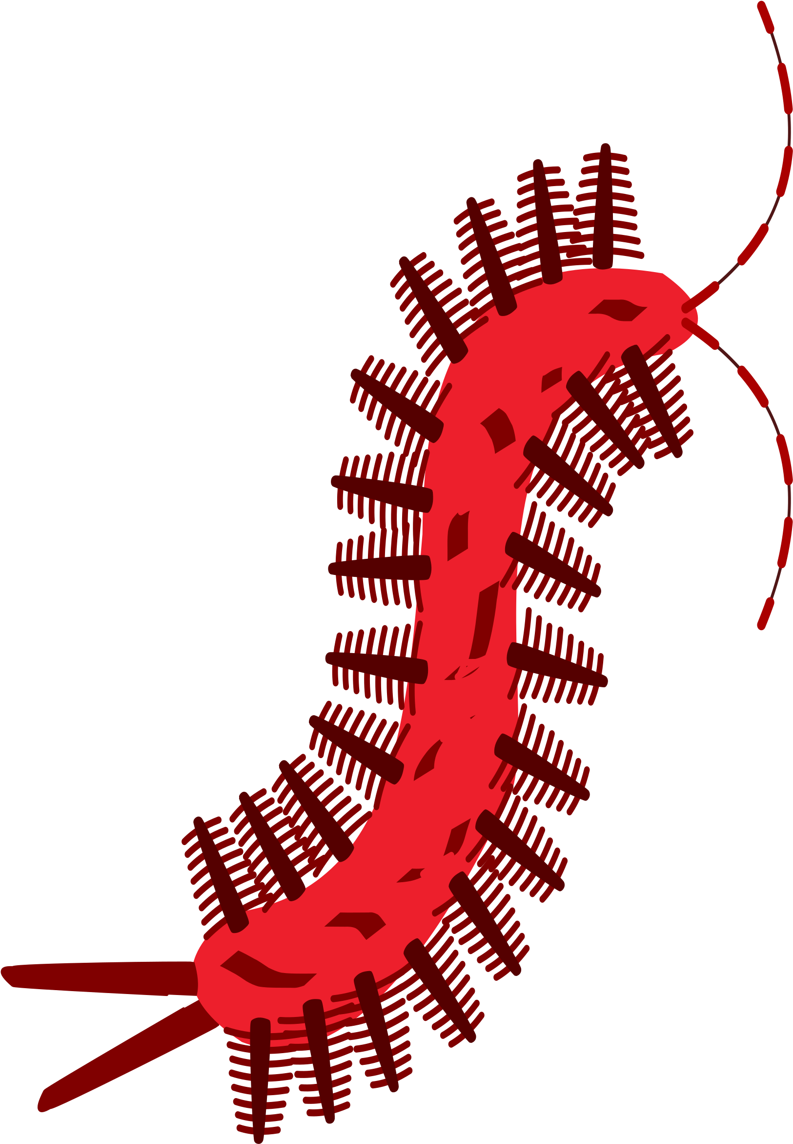 Big Image - Centipede Clipart (1697x2400)