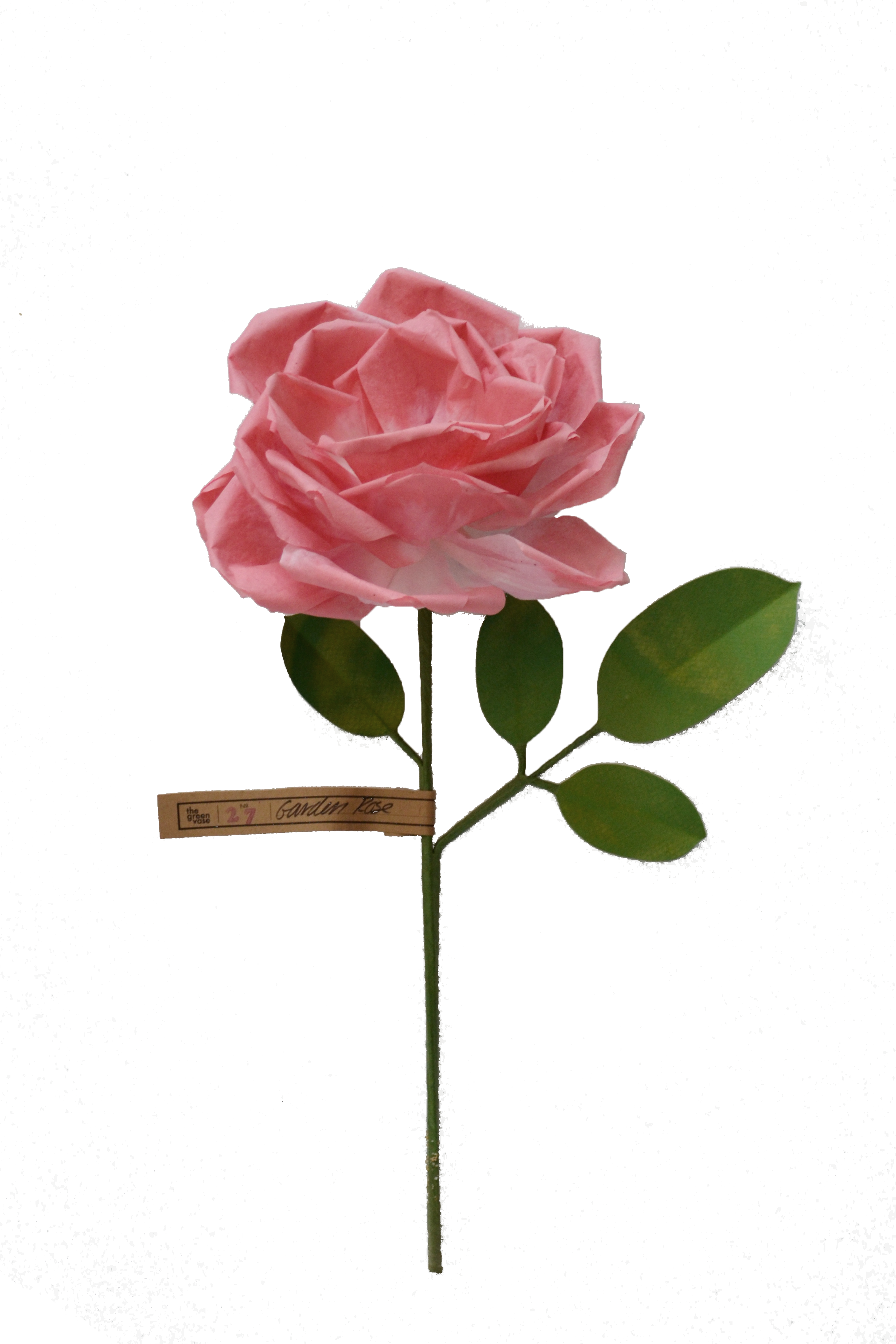 Garden Rose - Rose (2499x3749)