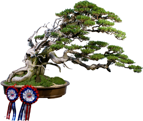 Custom Tag Cloud - Bonsai (500x500)