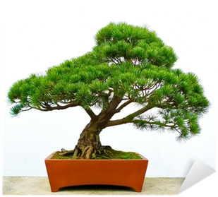 Bonsai Pine Tree Greeting Card (400x400)