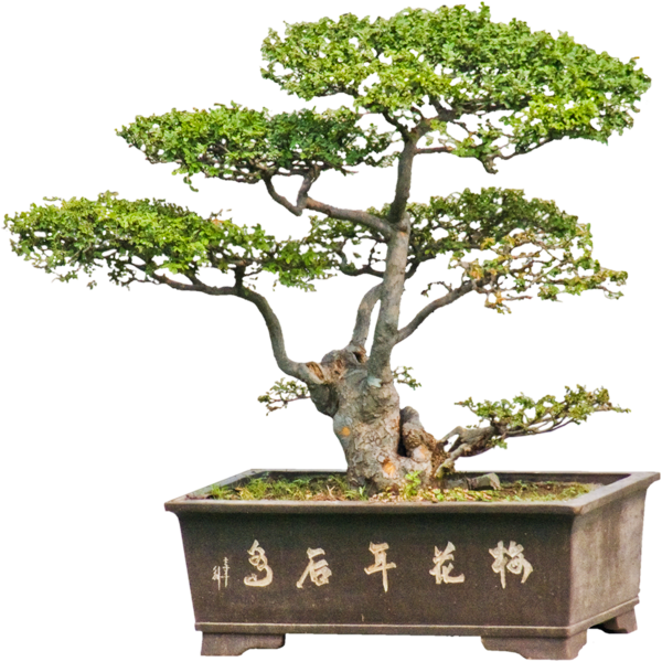 Penjing3 - Bonsai (600x600)