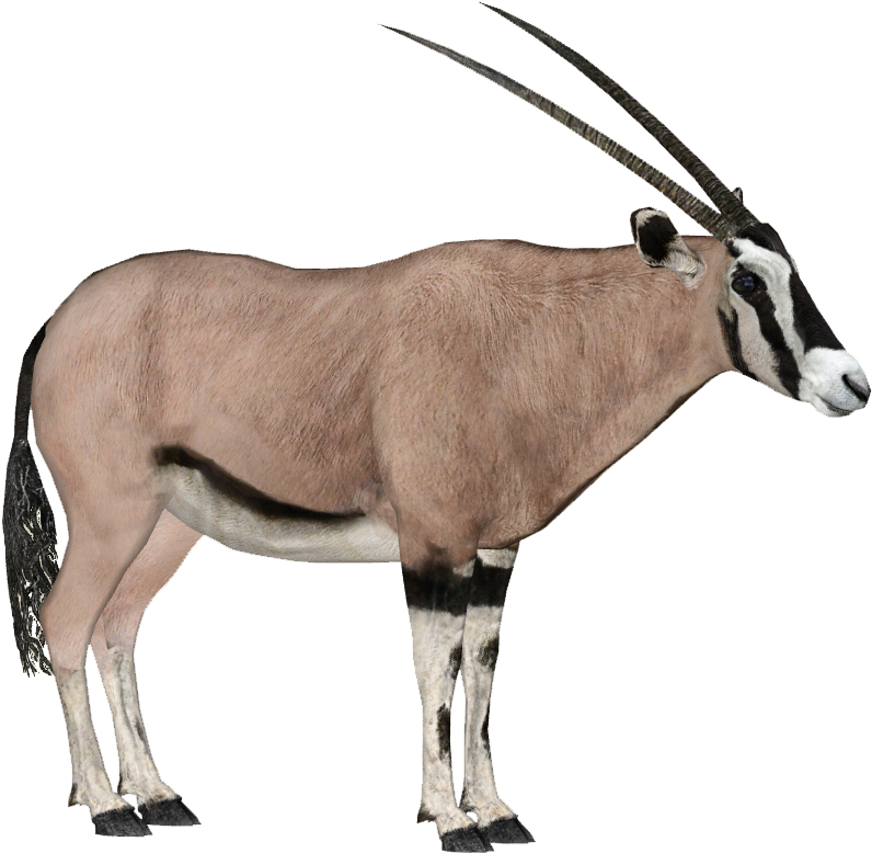Beisa Oryx - Beisa Oryx (795x795)