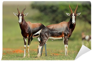 Bontebok (400x400)