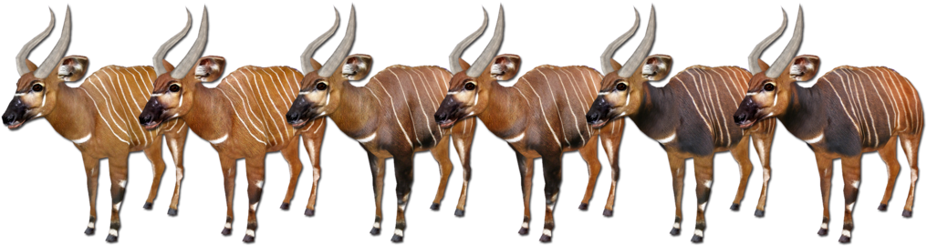 Posted Image - Zoo Tycoon 2 Bongo (1024x271)