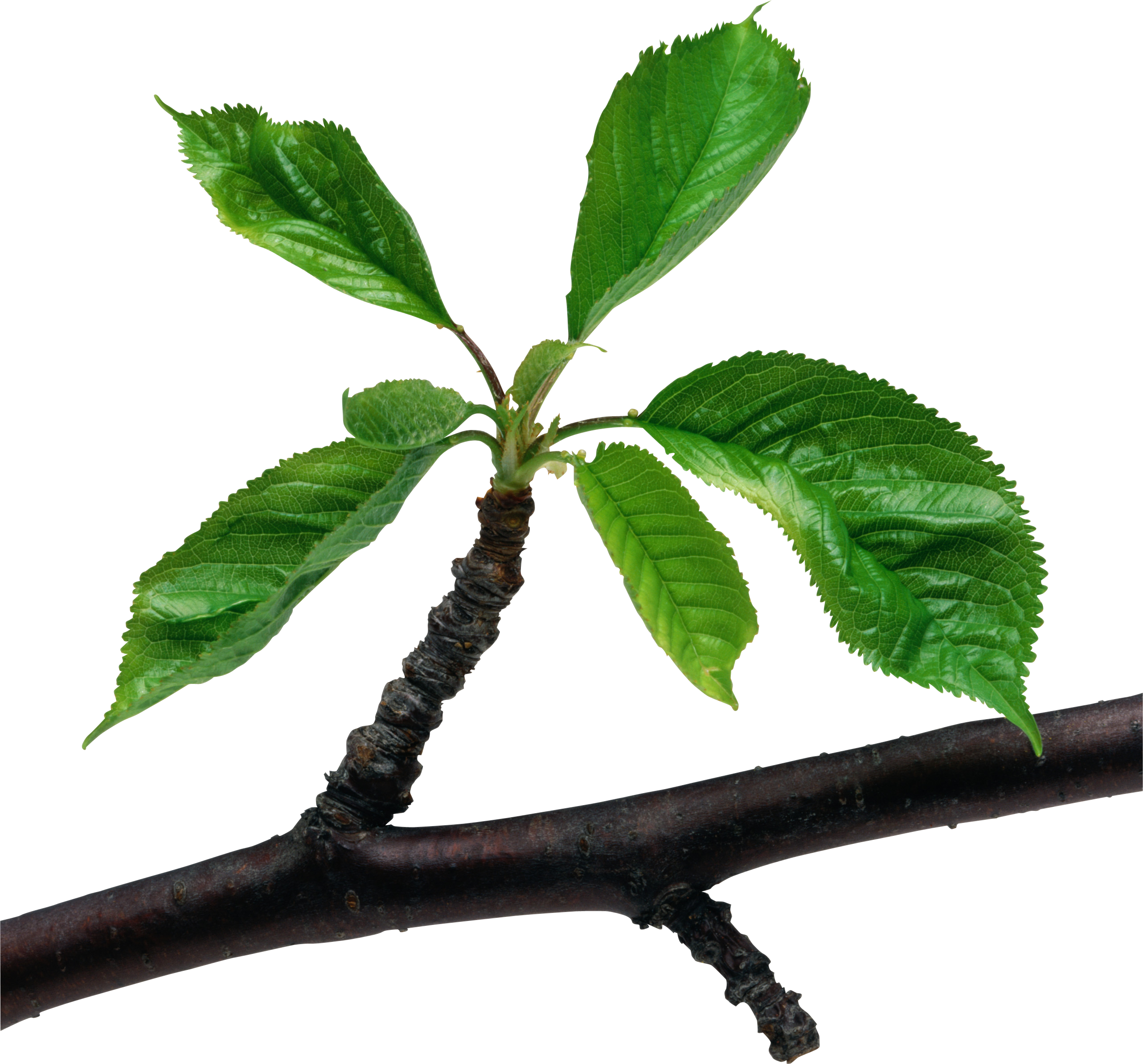 Branch - Leafs On A Branch (2565x2388)