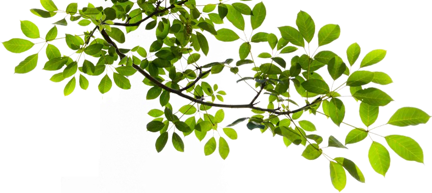 Image - Tree Branch Png (846x378)