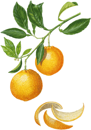 Orange Douce - Tangerine (422x472)