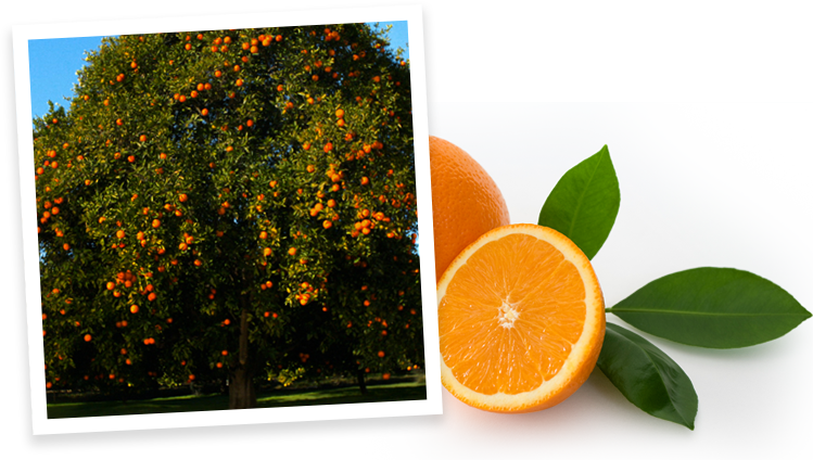 Oranges - Orange (749x424)