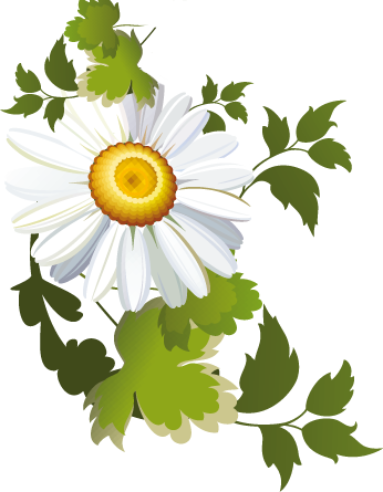 Contact - Camomile (346x445)